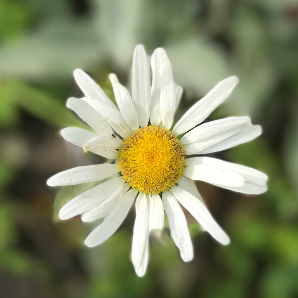 Meet your Posher, Carla